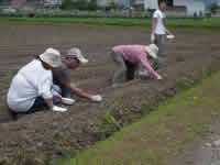 20100726_umaji-tanemaki.jpg