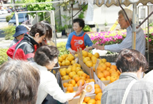 20110516_asaichi3.jpg