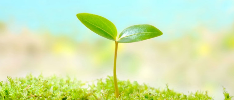 みんなの未来を育むタネまき出資金