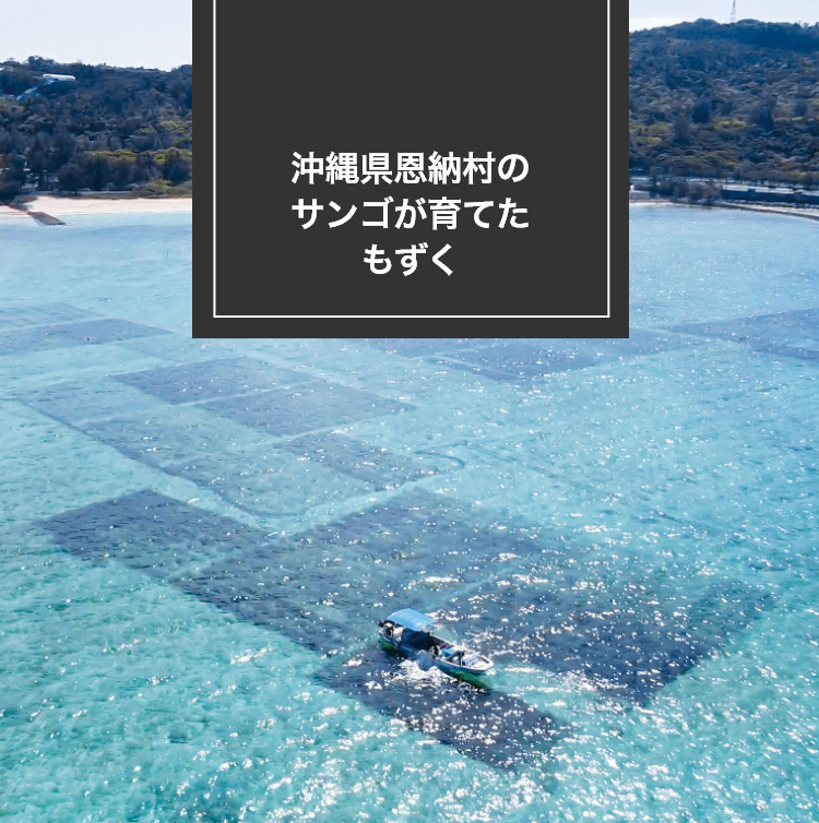 沖縄県恩納村のサンゴが育てたもずく