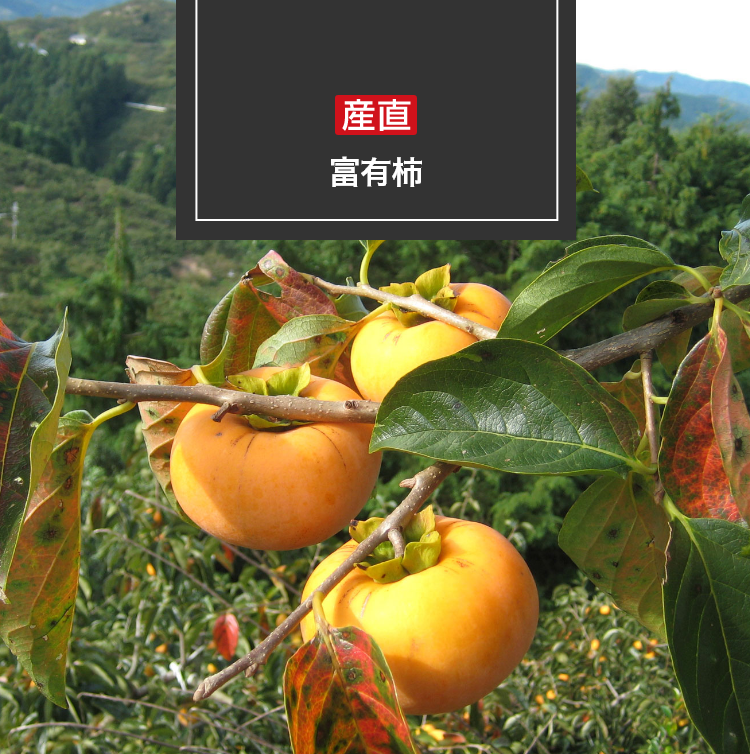 富有柿