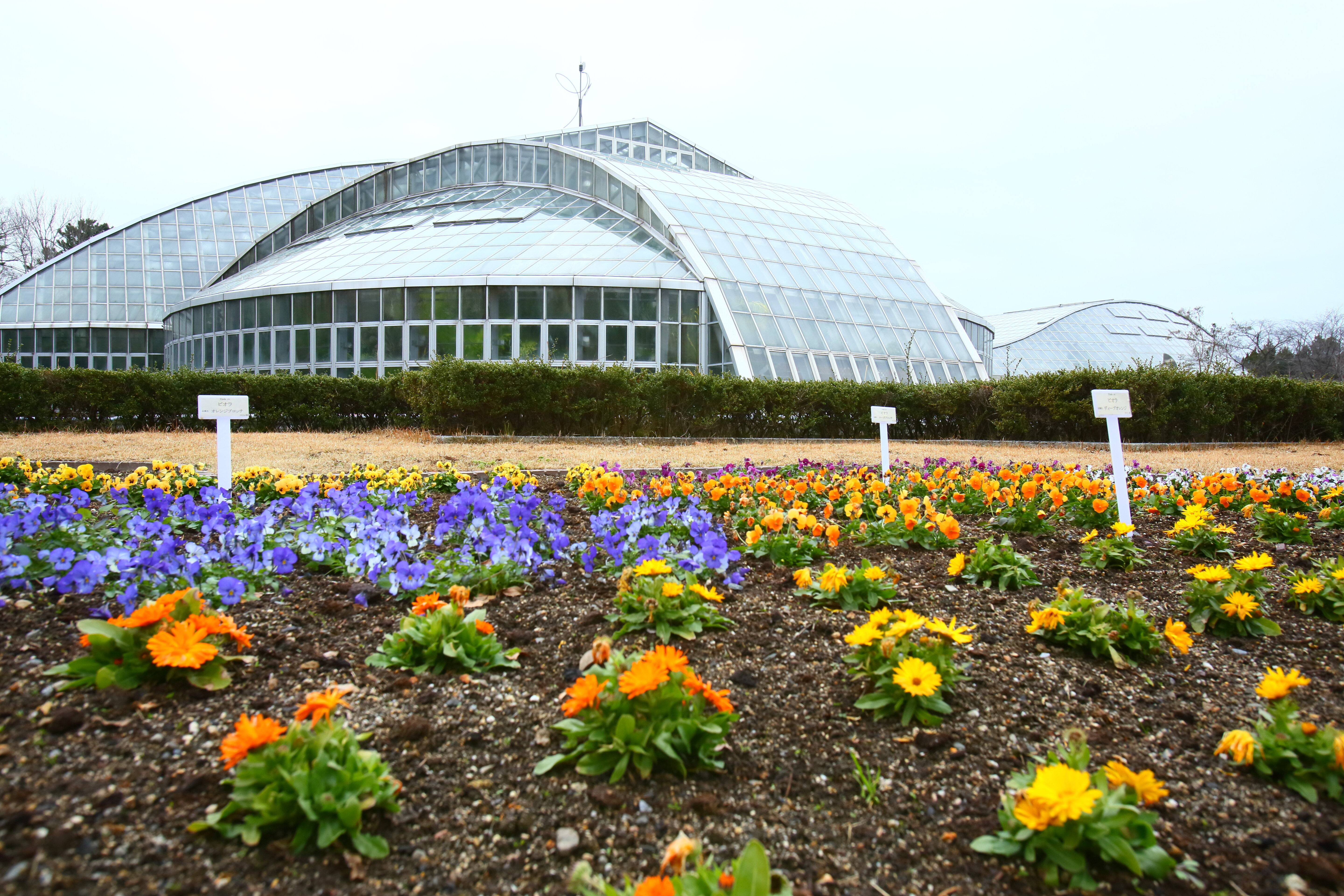 温室の中には世界の花園 京都府立植物園 花を愛でる春 むすび