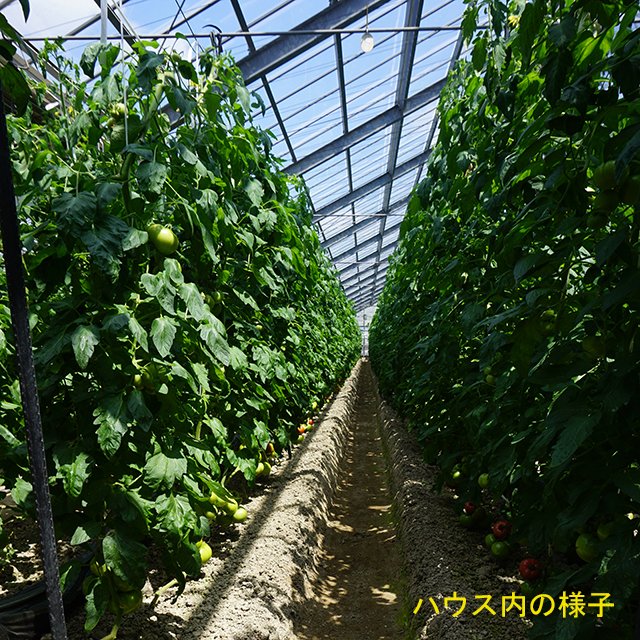 005-toma_1898.jpg