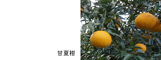 006-smt-4753.jpg