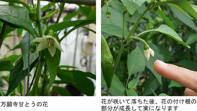 007-amatou-0687_0680.jpg