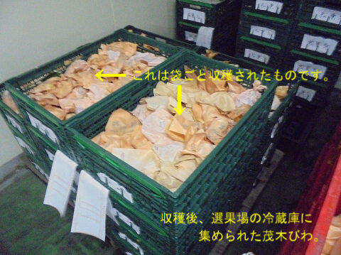 ⑤冷蔵庫内原体集荷分.jpg