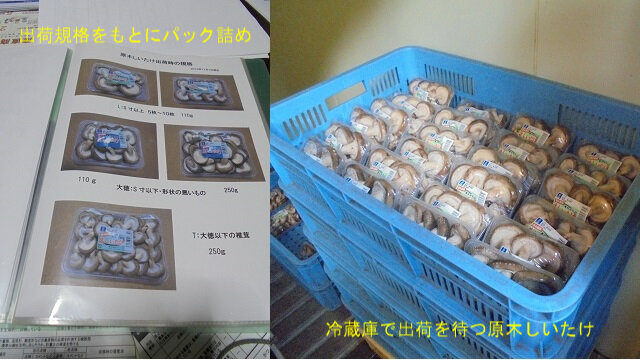 7-出荷規格と出荷待ち椎茸.jpg